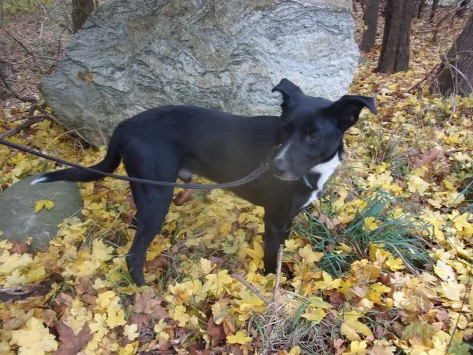 Dog from shelter, Mio | Schwarz Labrador Bordercollie Schäferhund Mix Male
