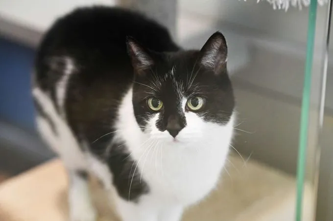 Cat from shelter, Pauline | Ekh Female