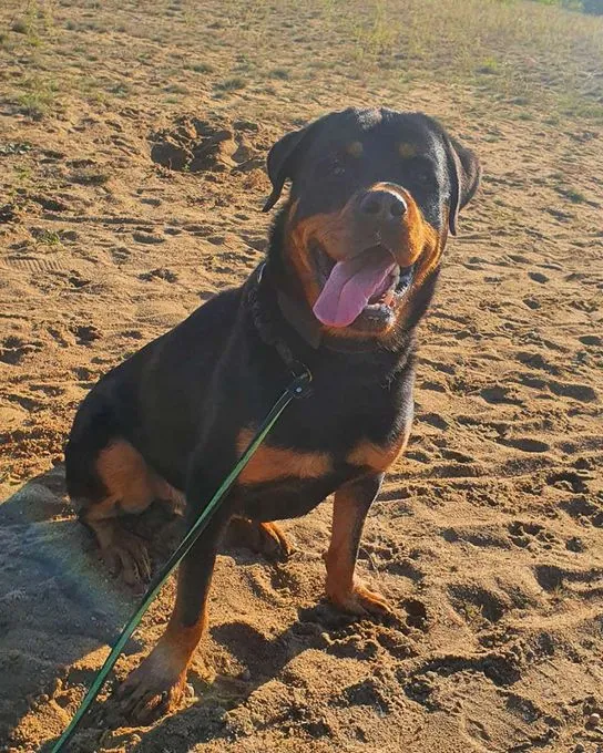 Hund aus Tierheim, Sulu | Rottweiler Männlich