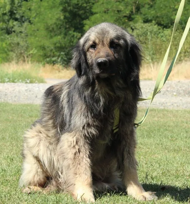 Gino - Mischling zur Adoption