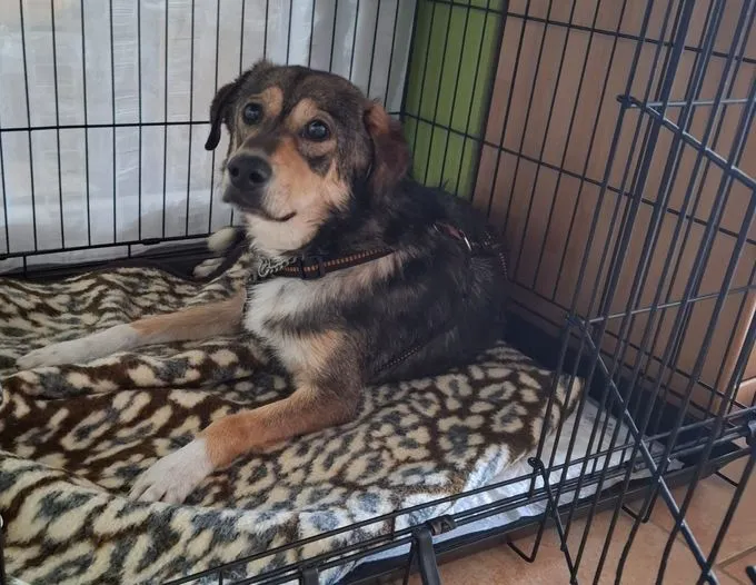 Sammy - mischling zur Adoption
