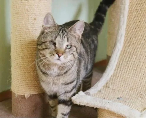 Cat from shelter, Duke | Male