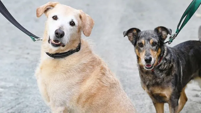 Samson & Tiffy - Schnauzer-Goldie-Mix & Terrier-Mix zur Adoption