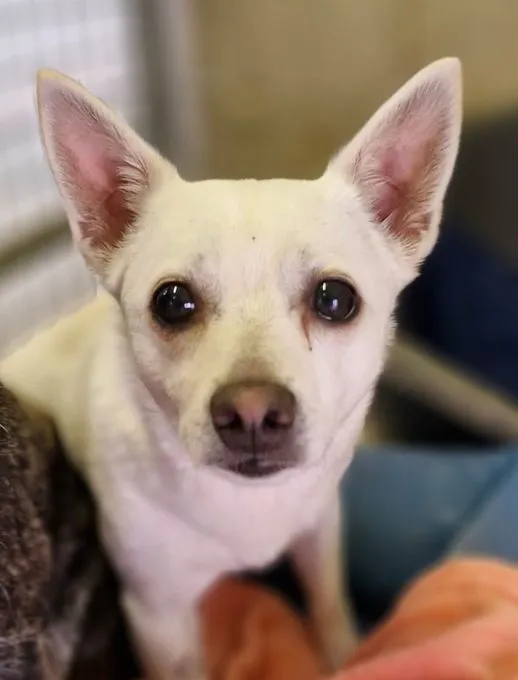 Flocki - terrier-mix zur Adoption