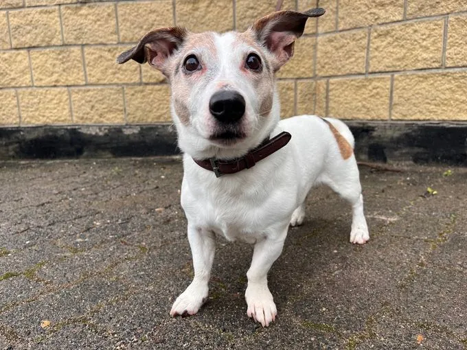 Pippi Lotta - Jack Russel Terrier - Mix zur Adoption