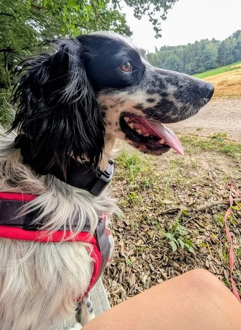 Murphy - irish-setter zur Adoption