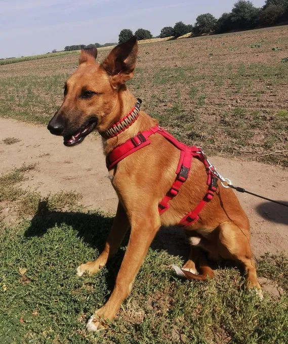 Tyler - Galgo-Mix zur Adoption