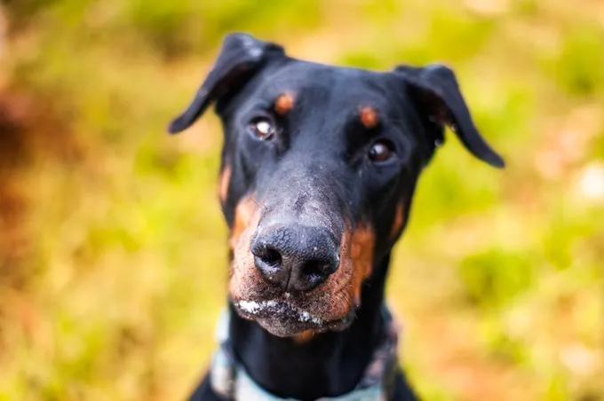 Hund aus Tierheim, Zeus Mit Susi | Schwarz Loh Dobermann Männlich