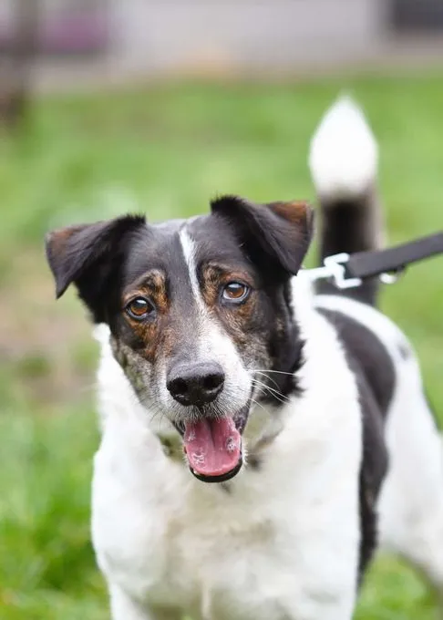 Dog from shelter, Müller | Terrier Mix Male