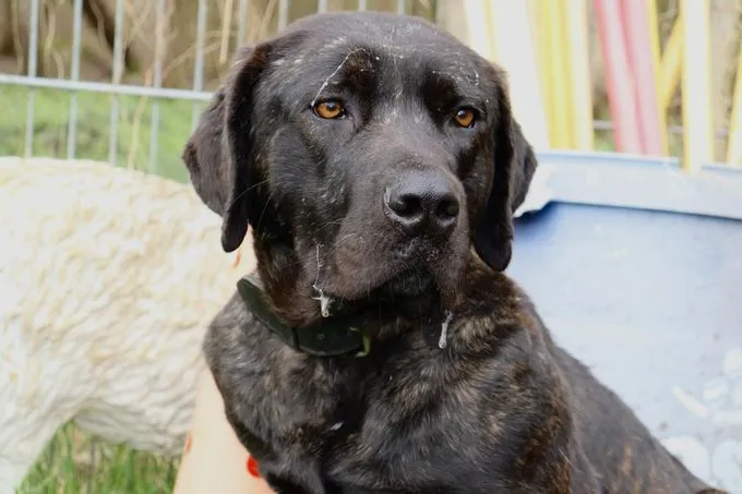 Dog from shelter, Pepito | Schwarz Cane Corso Male