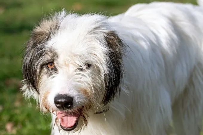 Dog from shelter, Denise | Weiß Schwarz Mischling Female
