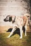 Dog from shelter, Lady | Beige Mit Schwarzer Maske Kangal Female