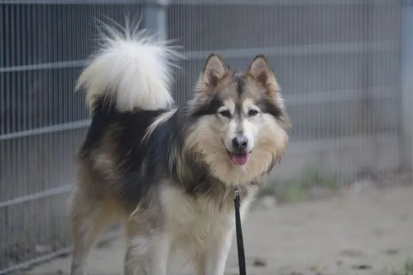Dog from shelter, Timba | Husky Mix Male