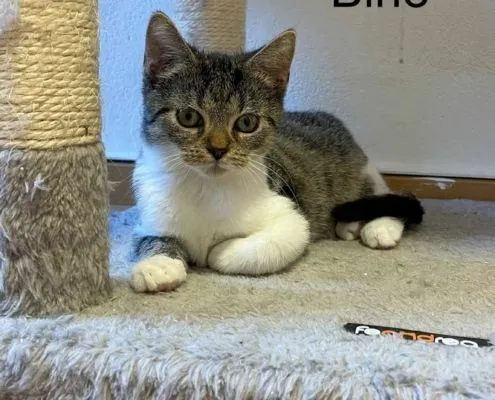 Katze aus Tierheim, Fine Mine Trine | Weiblich