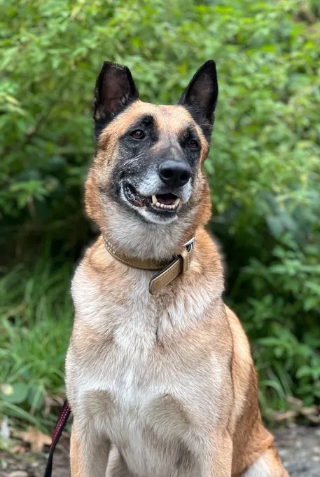 Spencer - Malinois-Mix zur Adoption