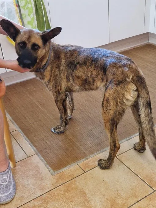 Dog from shelter, Akelo | Mali Mix Male