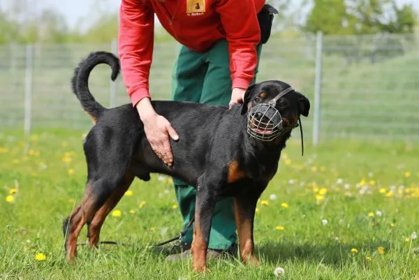 Dog from shelter, Findus | Rottweiler Male