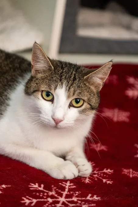 Willow - ekh zur Adoption