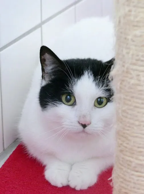 Cat from shelter, Bonny | Weiß Schwarz Ekh Female