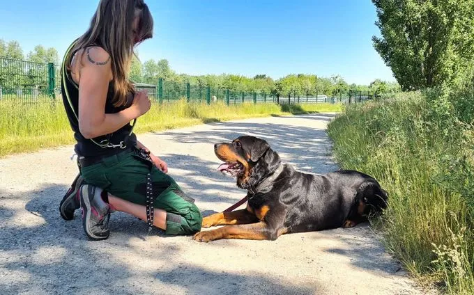 Hund aus Tierheim, Pauli | Rottweiler Männlich