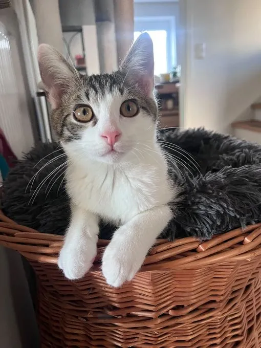Gizmo - ekh zur Adoption