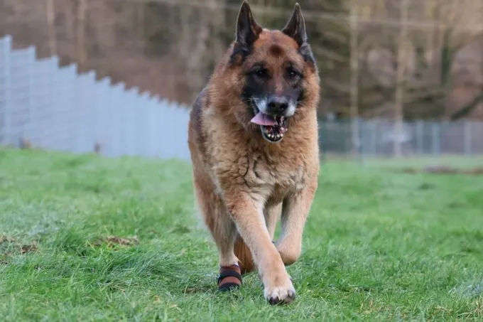 Hund aus Tierheim, Bruce | Braun Schwarz Schäferhund Männlich