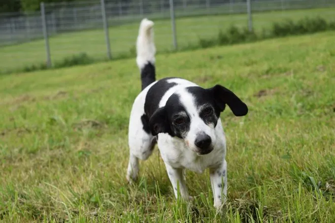 Tessa - mischling zur Adoption