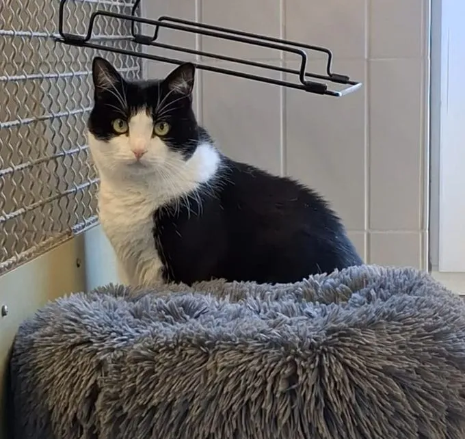 Susi - ekh zur Adoption
