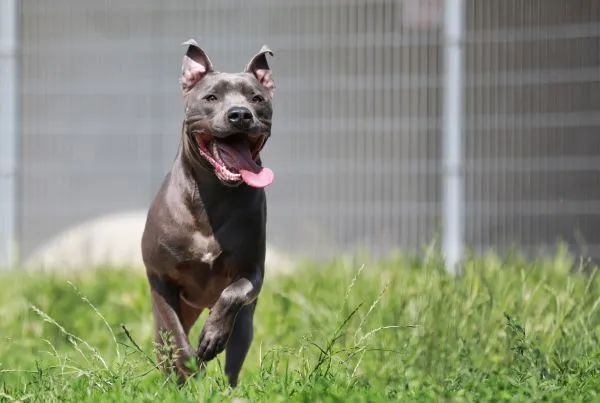 Dog from shelter, Racoon | Staffordshire Mix Male