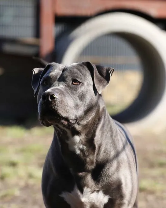Hund aus Tierheim, Nero | Staffordshire Terrier Mix Männlich