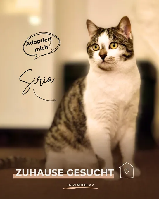 Siria - ekh zur Adoption