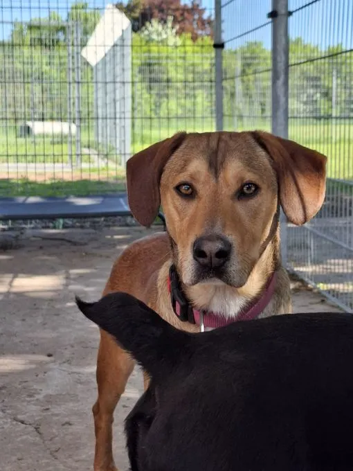 Dog from shelter, Fred Möchte Raus Und Lernen | Braun Mischling Male