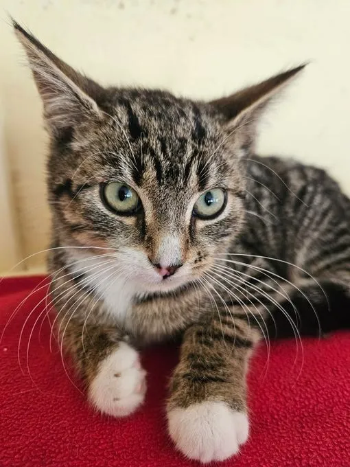 Chilli - EKH zur Adoption