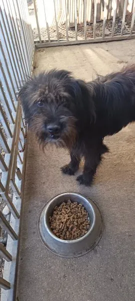 Negro - schnauzer-mix zur Adoption