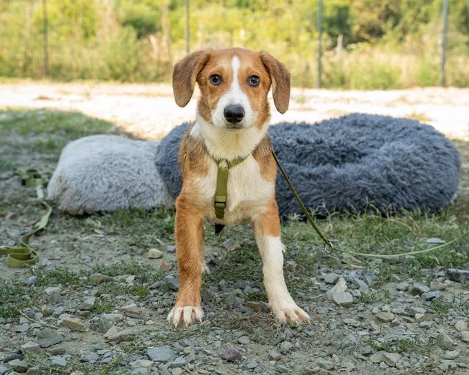 Monty - mischling zur Adoption