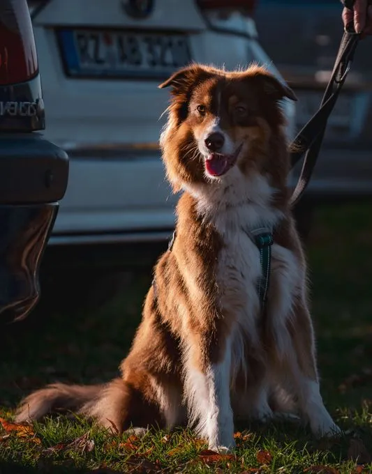 Dog from shelter, Bonny | Braun Weiß Australian Shepard Female