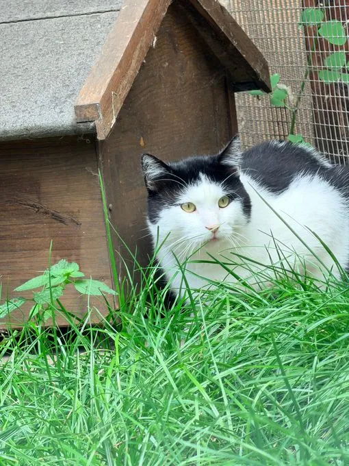 Alfons - ekh zur Adoption