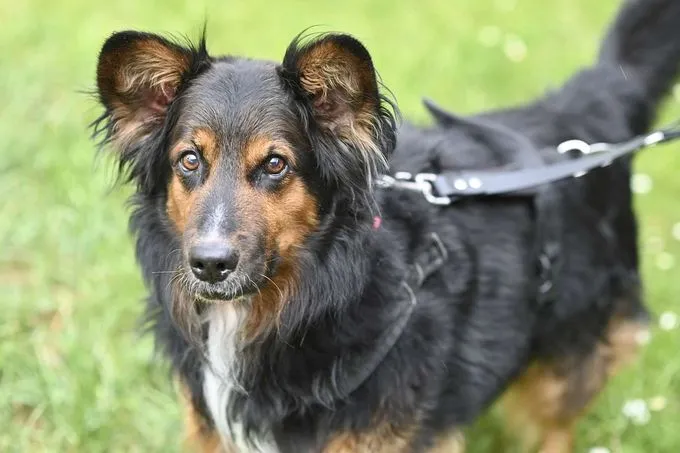 Dog from shelter, Taison | Schäferhund Collie Mix Female