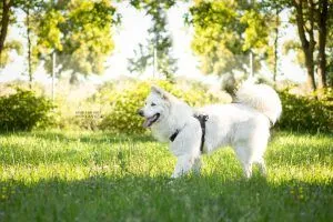 Dog from shelter, Kenzo | Herdenschutzhund Mischling Male