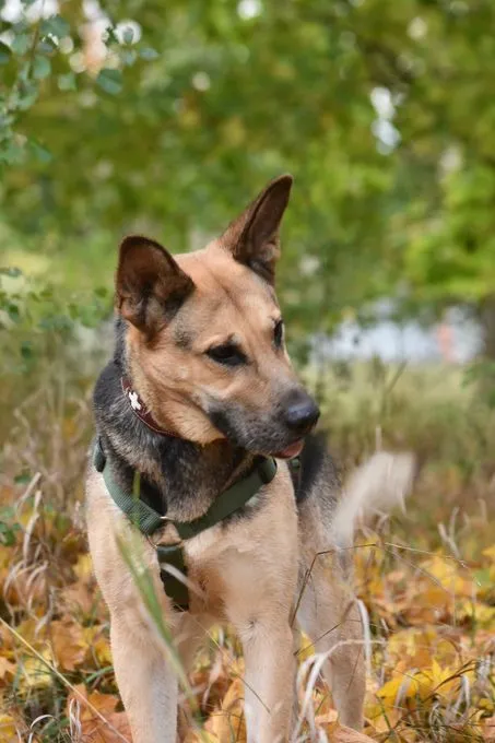 Looney - deutscher-schaeferhund zur Adoption