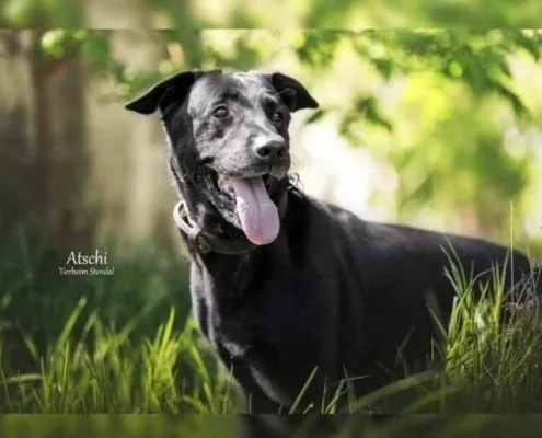 Dog from shelter, Atschi | Labrador Mix Male