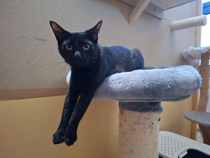 Anna und Frieda - europaeische-hauskatze zur Adoption