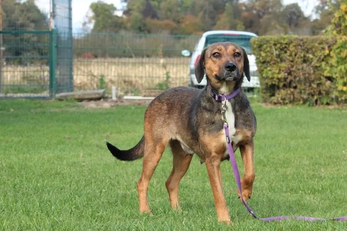 Cobyna - Mischling zur Adoption