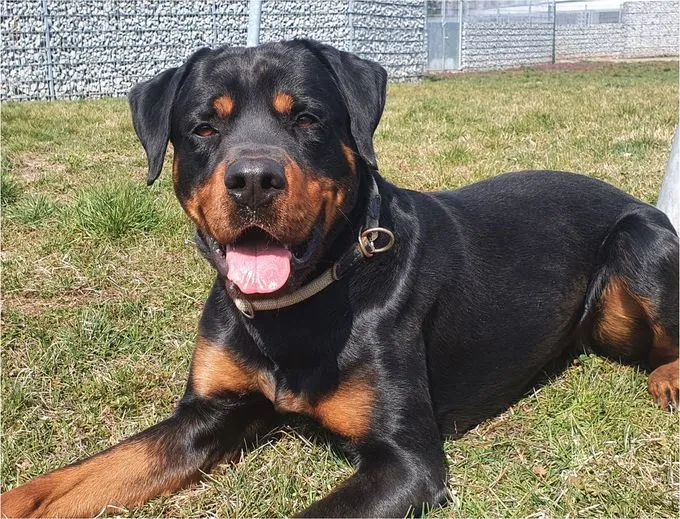 Dog from shelter, Günni | Rottweiler Male