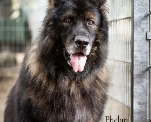 Dog from shelter, Phelan | Schäferhund Male