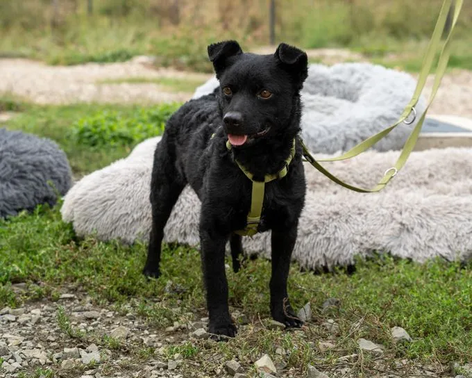Nero - mischling zur Adoption