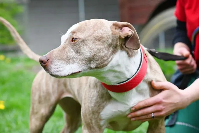 Hund aus Tierheim, Nora | Staffordshire Mix Weiblich