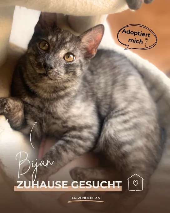 Bijan - europaeische-hauskatze zur Adoption