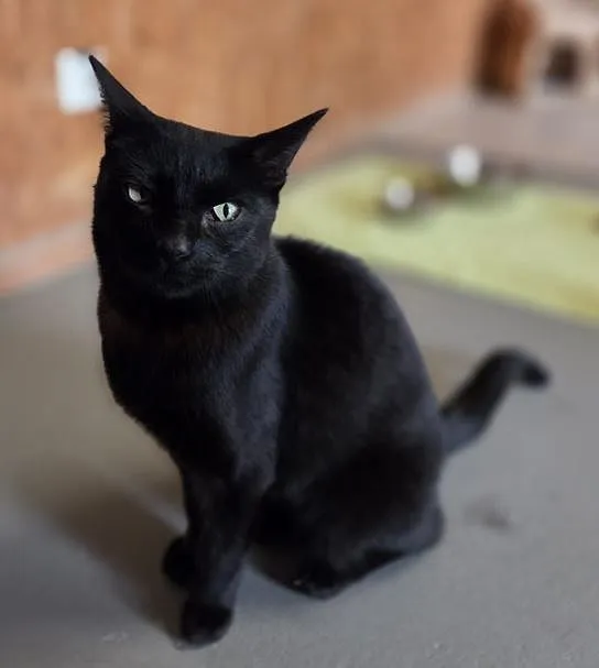 Findus - EKH zur Adoption