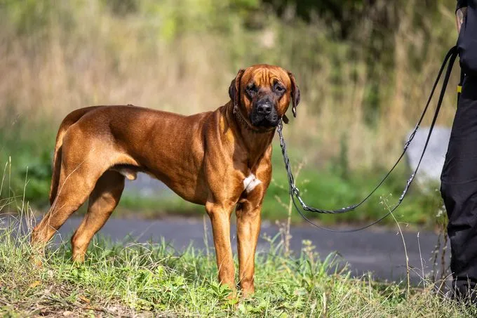 Kronos - Rhodesian Ridgeback zur Adoption